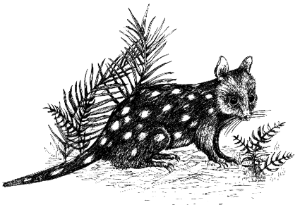 Tiger Quoll